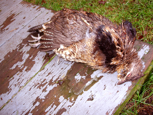 Roughed Grouse